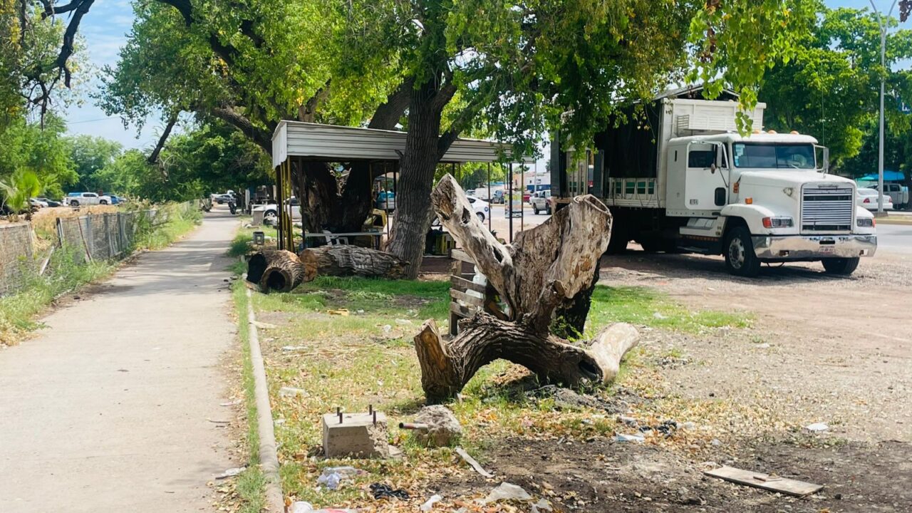 ALAMEDA A TOPOLOBAMPO: TODO UN PULMÓN QUE MUERE LENTAMENTE A MANOS DE PERSONAS SIN ESCRÚPULOS