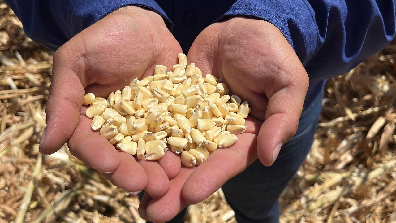PRODUCTORES NO QUITARÁN EL DEDO DEL RENGLÓN EN CONTAR CON UN APOYO AL MAÍZ EN ESTA TEMPORADA: AARFS