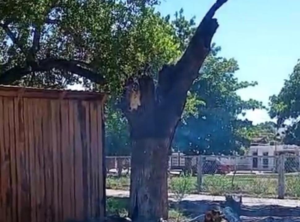 DETIENE LA POLICÍA A DESTRUCTORES DE ÁLAMOS EN LA MOCHIS-TOPOLOBAMPO