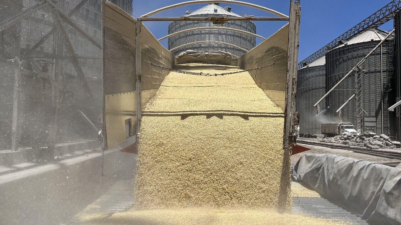 ES POSITIVO QUE LA INDUSTRIA COMPRE MAÍZ DE SINALOA, PERO ES NECESARIO UN PRECIO JUSTO