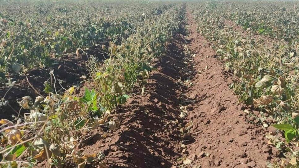 PRODUCTORES DE SINALOA LISTOS SEMBRAR, PERO NO HA LLEGADO LA SEMILLA